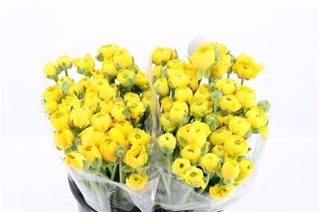 Ran Amandine Yellow Pergol