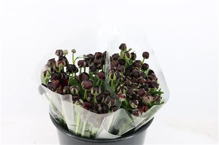 Ran Amandine Violet Black