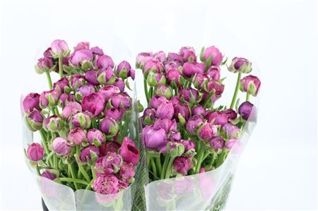 Ran Amandine Purple Jean