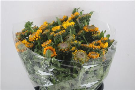 Calendula Yellow Extra P Stem
