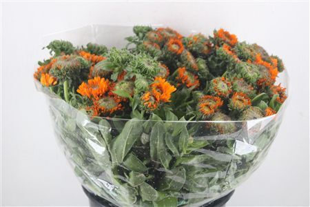 Calendula Orange Extra P Stem