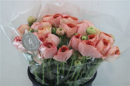 Ran Cloni Sup Champagne