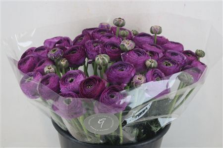 Ran Cloni Sup Nonno Antonio Parmela