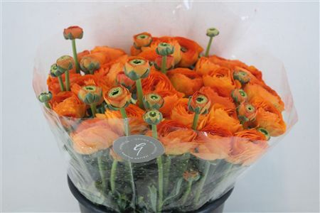 Ran Cloni Sup Lambada