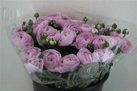 Ran Cloni Sup Nebbia