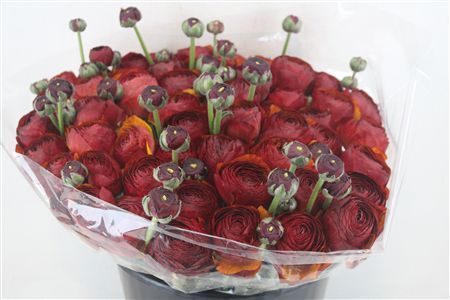 Ran Cloni Ex Brownie