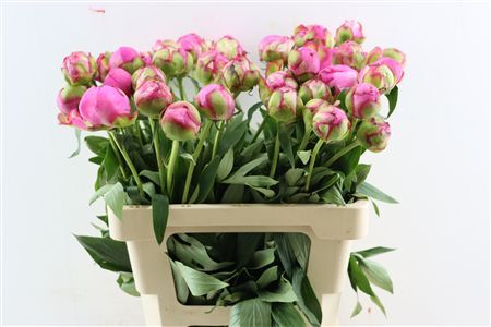 Paeo L Dr Alexander Fleming