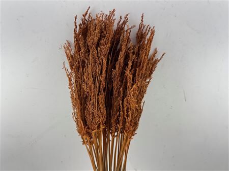 Dried Umbr. Sedge Sm. Leaf Orange Bunch