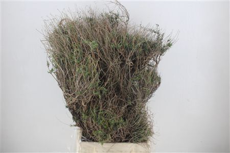 Euph Spinoza Long 500gr P Bunch