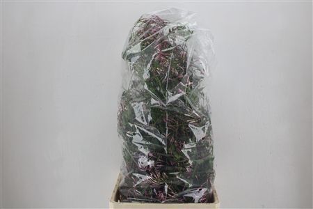 Jasmijn Ranken P Bunch