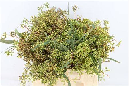 Euca Exotica Berry 35cm P Bunch