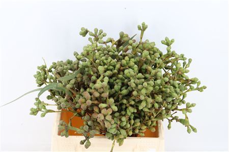Euca Berry Short 35cm P Bunch