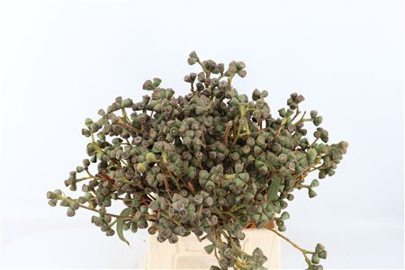 Euca Clock Medium 45cm P Bunch