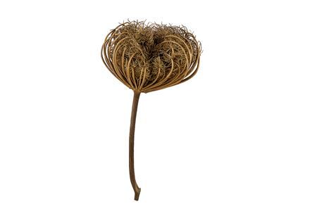 Dried Dille Zaaddoos Big Head With Stem P/st