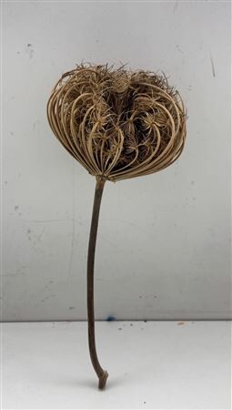 Dried Dille Zaaddoos Big Head With Stem P/st