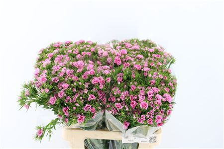 Di Barb Doblino Fantasia