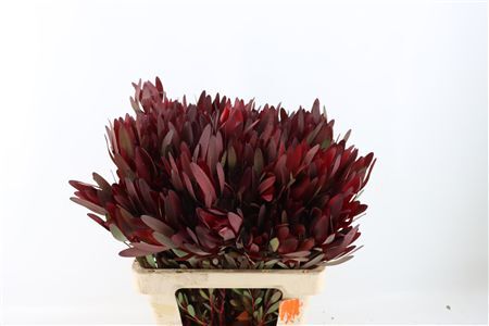 Leucad Safari Sunset Spray