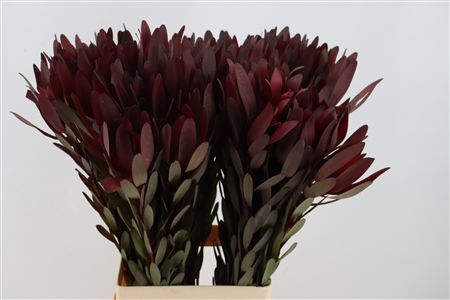 Leucad Safari Sunset