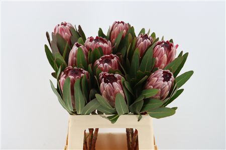 Protea Pink Ice