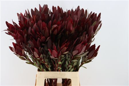 Leucad Safari Sunset Spray