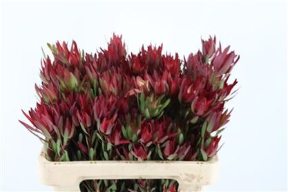 Leucad Salignum Blush Spray