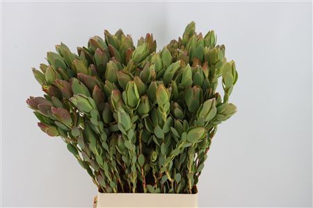 Leucad Discolor Spray