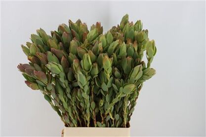 Leucad Discolor Spray