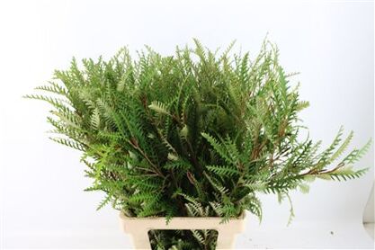 Grevillea Ivanhoe 80cm
