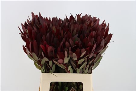 Leucad Safari Sunset