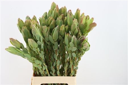 Leucad Discolor Single