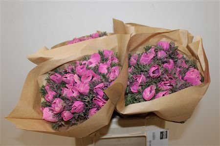 Anem Marianne Powder Fuchsia