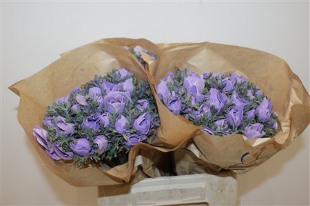 Anem Marianne Powder Lavender