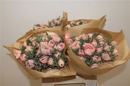 Anem Marianne Powder Salmon