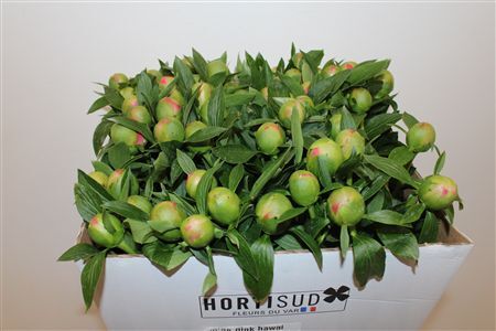 Paeo L Pink Hawaiian Coral