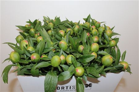 Paeo L Pink Hawaiian Coral