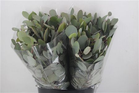 Euca Populus 150gr P Bunch