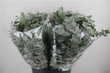 Cinerea Kurz 150gr