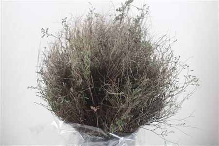 Thym Falso 250gr P Bunch