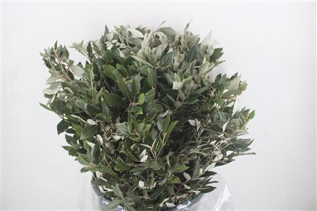 Steeneik Leaves P Bunch