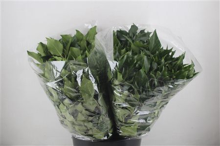 Hedera Leaves 200gr P Bunch