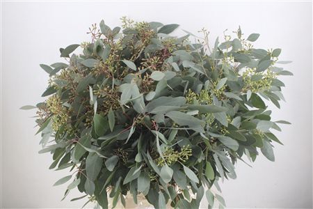 Euca Populus Berry 300gr P Bunch