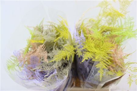 Asp Kbh Kort Easter Mix