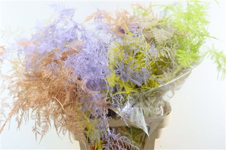 Asp Kbh Lang Easter Mix