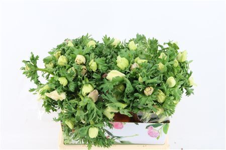 Anem Marianne Panda White