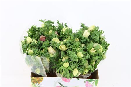 Anem Marianne Panda White