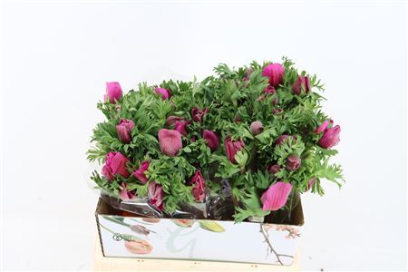 Anem Marianne Orchid