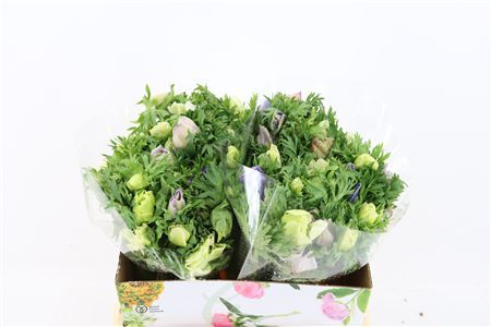 Anem Marianne Pastel