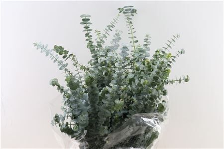 Euca Baby Blue 200gr P Bunch