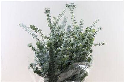 Euca Baby Blue 200gr P Bunch