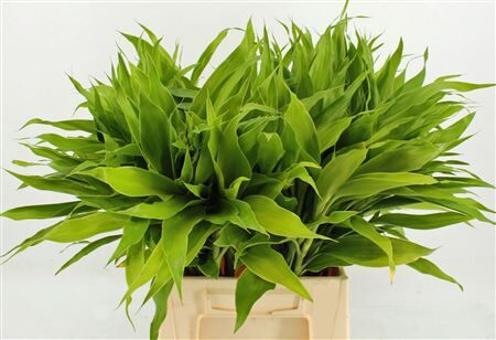 Drac Sand Lemon 52cm